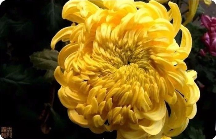 菊花100幅欣赏,菊花的十大绝美诗句