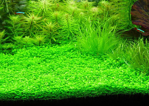 常见中景草,有什么比较好养的中后景草