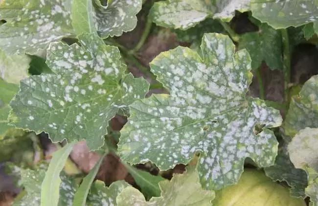 对付花白粉病的最好方法,黄粉病怎样治疗才能彻底根除