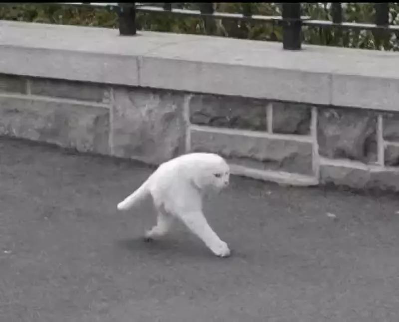 动物表情包沙雕魔性,沙雕动物爆笑瞬间表情包