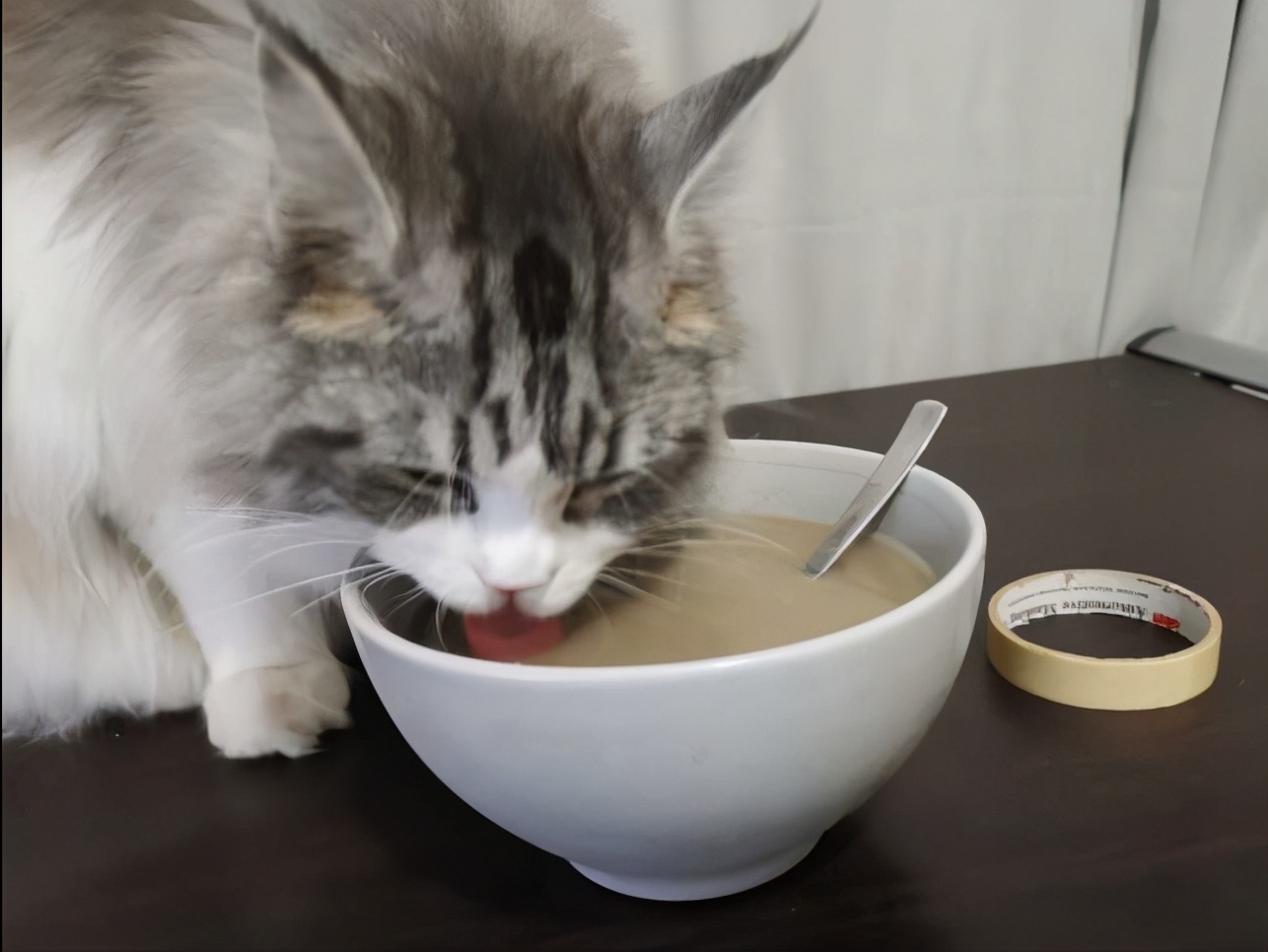 猫咪上火吃什么降火最快,猫咪眼睛上火发炎怎么处理