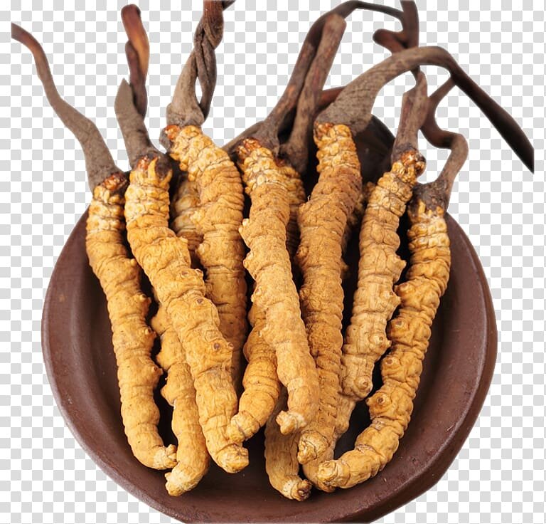 世界上最贵的蘑菇是哪个国家,吃世界上最贵的蘑菇