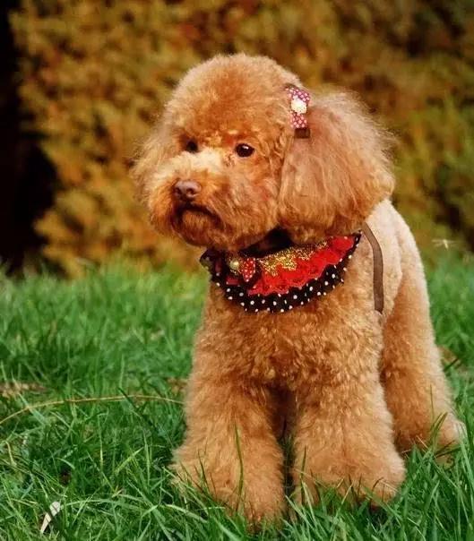 推荐各种狗狗的类型,10种有型罕见的狗狗