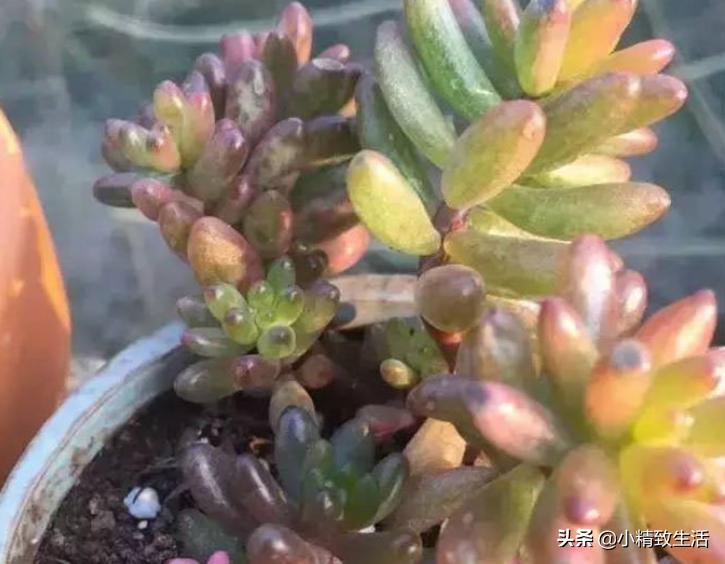 多肉植物化水,多肉植物化水是什么意思