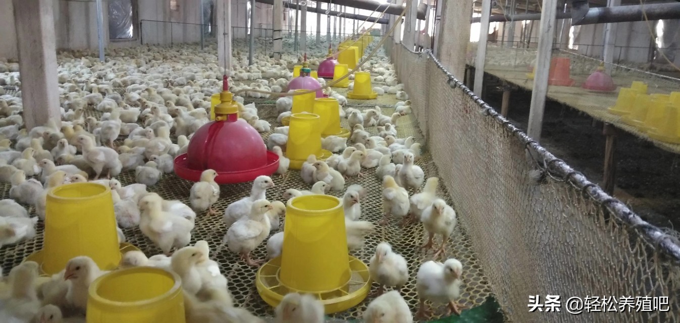 肉鸡呼吸道怎么治？不花钱就能治好