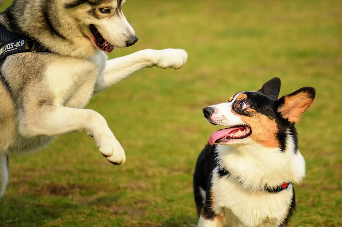狗狗发情篇：有这些症状的狗子，一定要注意了