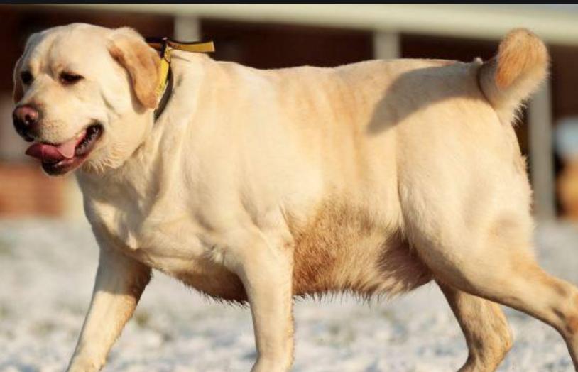 狗腿弯曲怎么回事,狗腿后腿弯曲怎么矫正