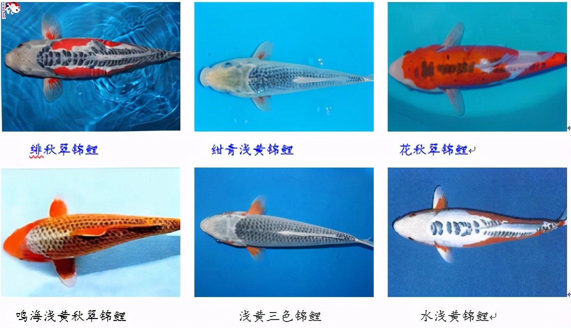 锦鲤鱼趴缸怎么解决,锦鲤鱼鳞溃烂最简单的解决办法