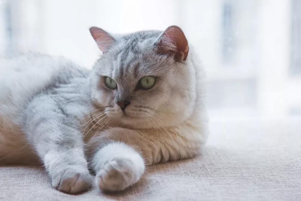 涨知识猫咪过胖会引发哪些疾病,涨知识的猫