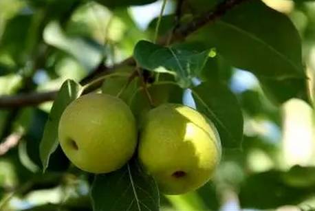 东北独一无二的水果,原生态水果原汁原味的家乡味道