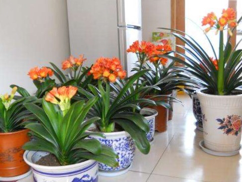 君子兰这样养每年都长得很好,君子兰养一年不开花只需放点它