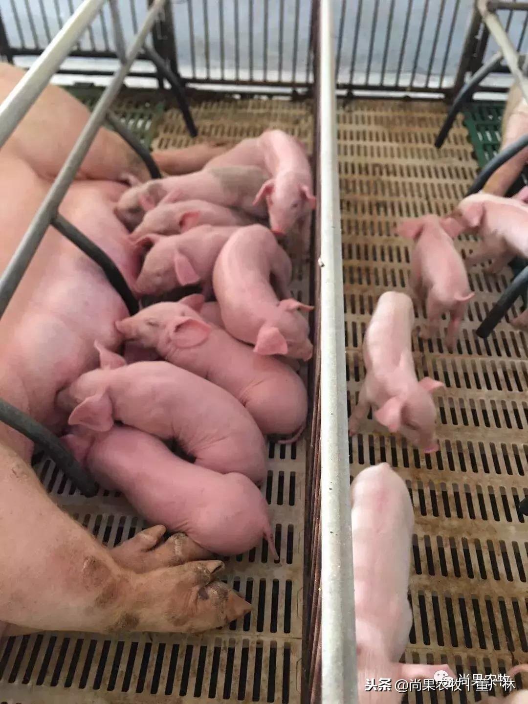 如果现在有育肥1万头和后备3000头两个项目,你会选哪个?