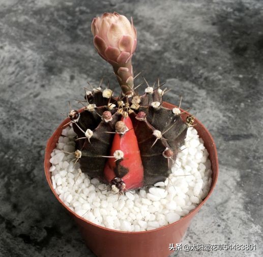 夏天雨水较多，仙人球烂根了怎么办？