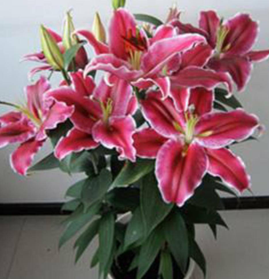 百合花开败后需要换盆吗,百合花开败了种球可以重新再种吗