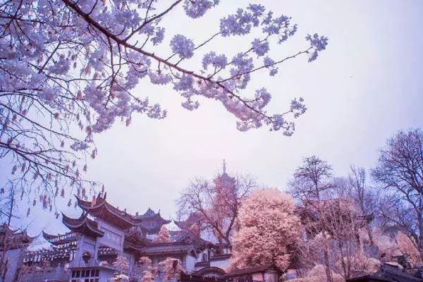 南通赏樱,江苏樱花景区介绍
