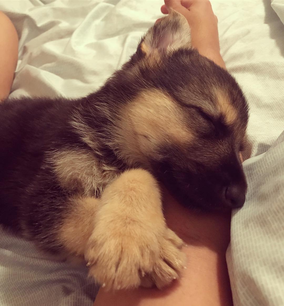 德牧从小养到大,德牧把猫当成宝贝养