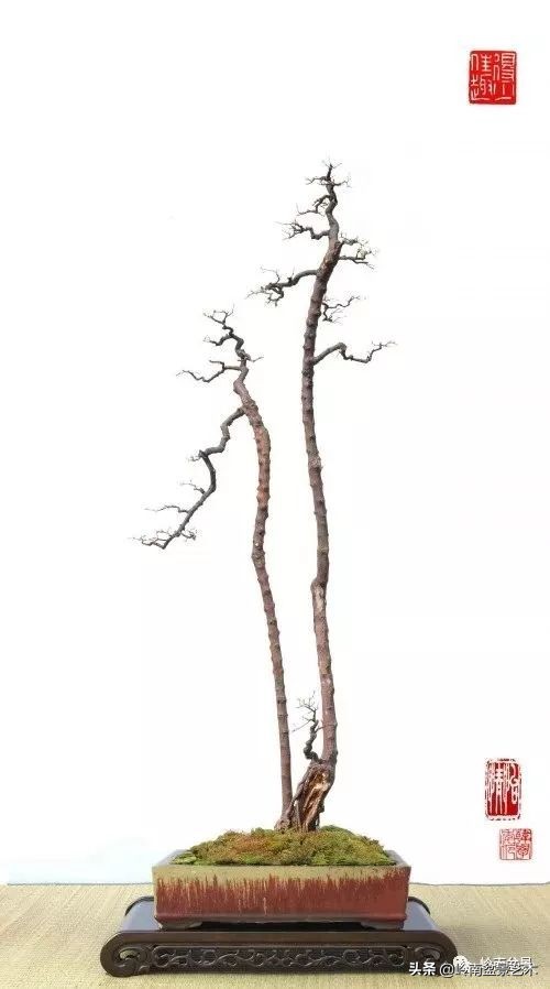 双干树,双干型果树