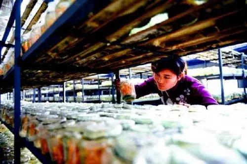 人工种植冬虫夏草功效图片,人工种的冬虫夏草有什么功效