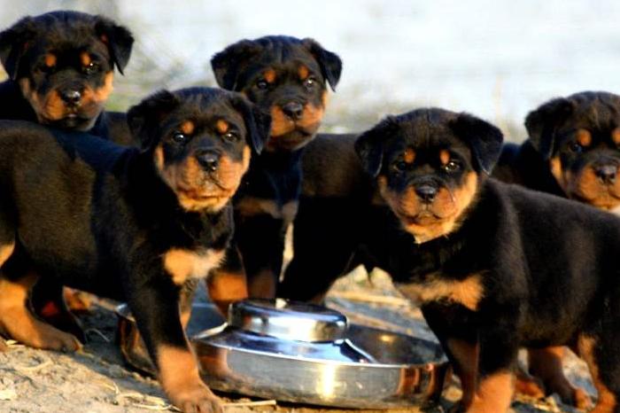 罗威纳三四个月为啥很怂,罗威纳的性格适不适合养