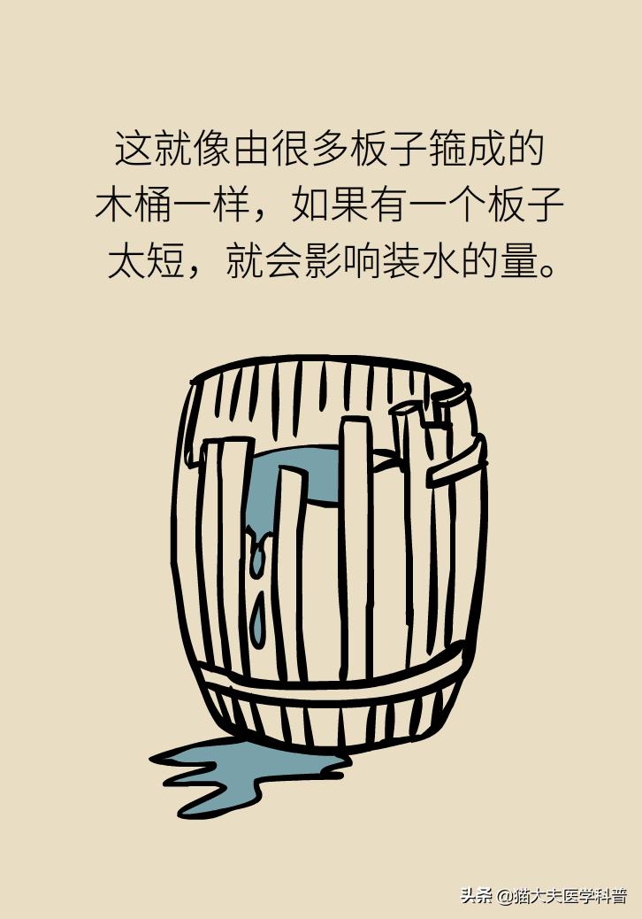 明星吃花胶,花胶的功效与作用排行榜