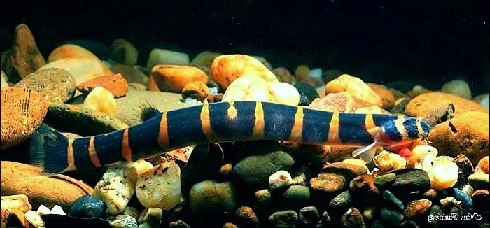 野生泥鳅品种图片大全大图,最大的泥鳅图片大全