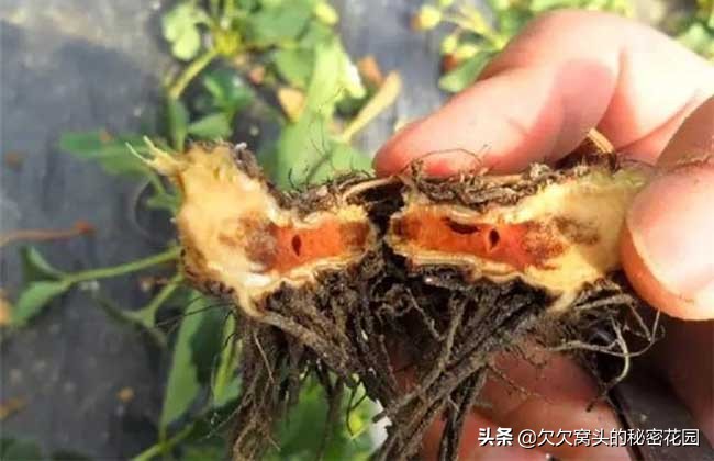 一座可以吃的花园--香草花园2迷迭香