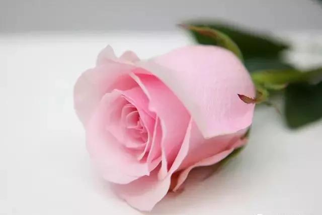 玫瑰花有哪些品种,玫瑰花有哪些品种大全