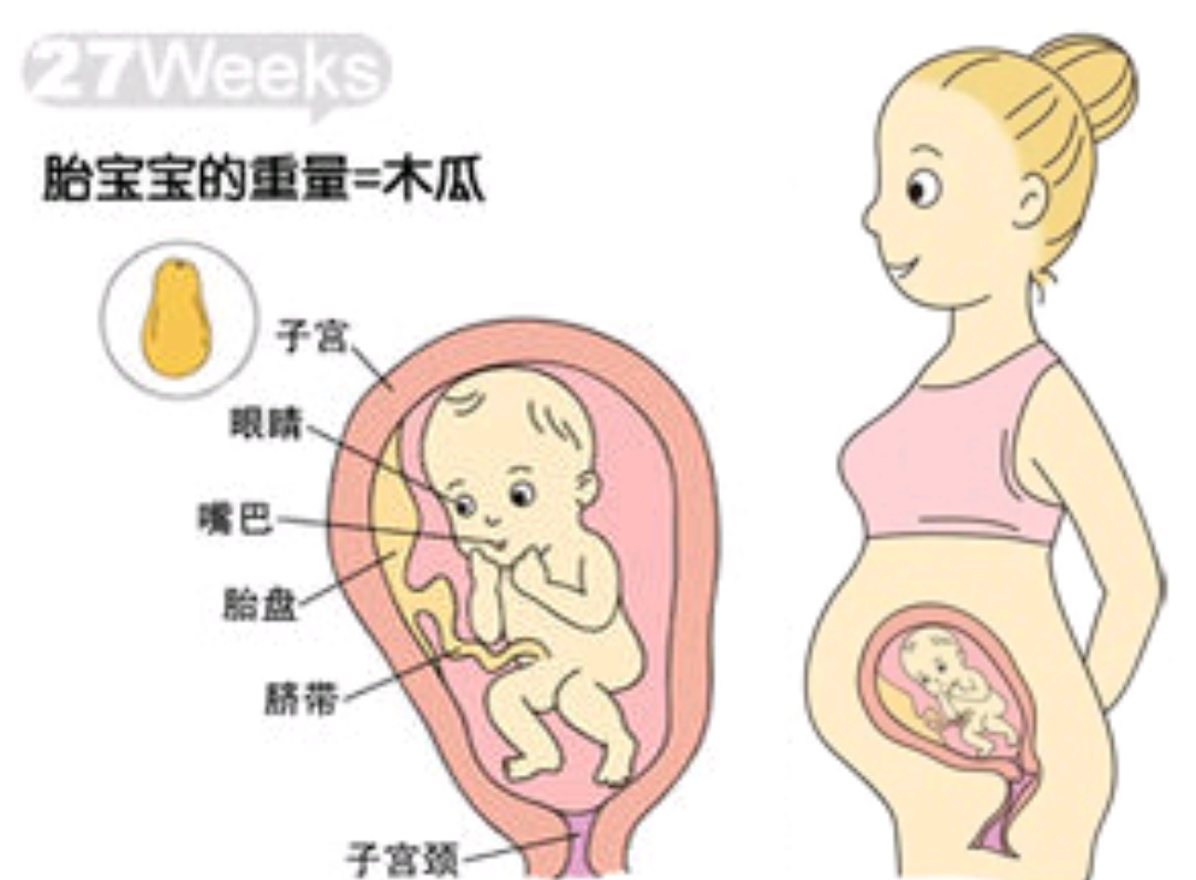 1-40周胎儿发育全过程孕妈妈必看,孕1-40周胎儿发育过程