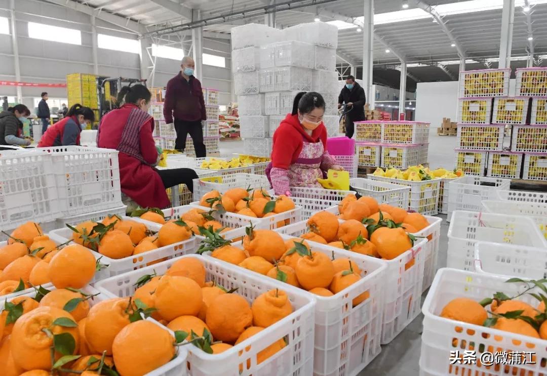 四川被国务院点名的县,蒲江通报