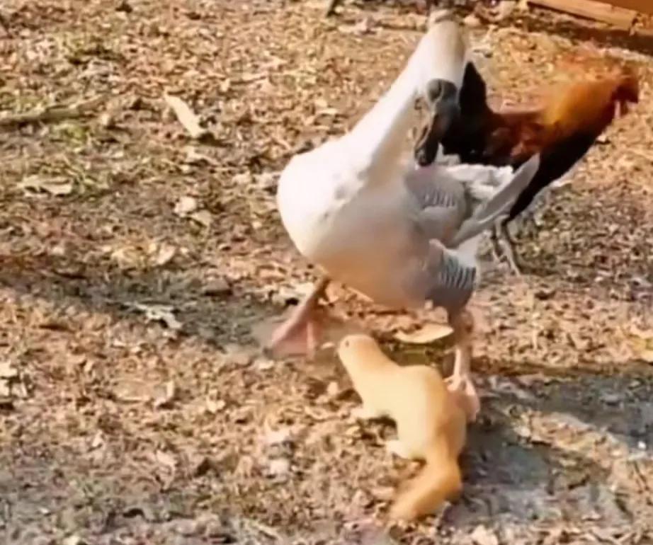 捕捉黄大仙的方法有哪些,黄大仙为什么怕黄鼠狼