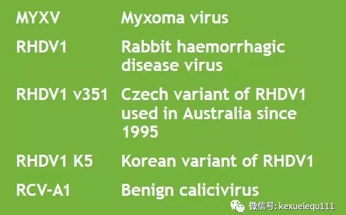 杀死兔子的方法,杀死兔子有什么后果