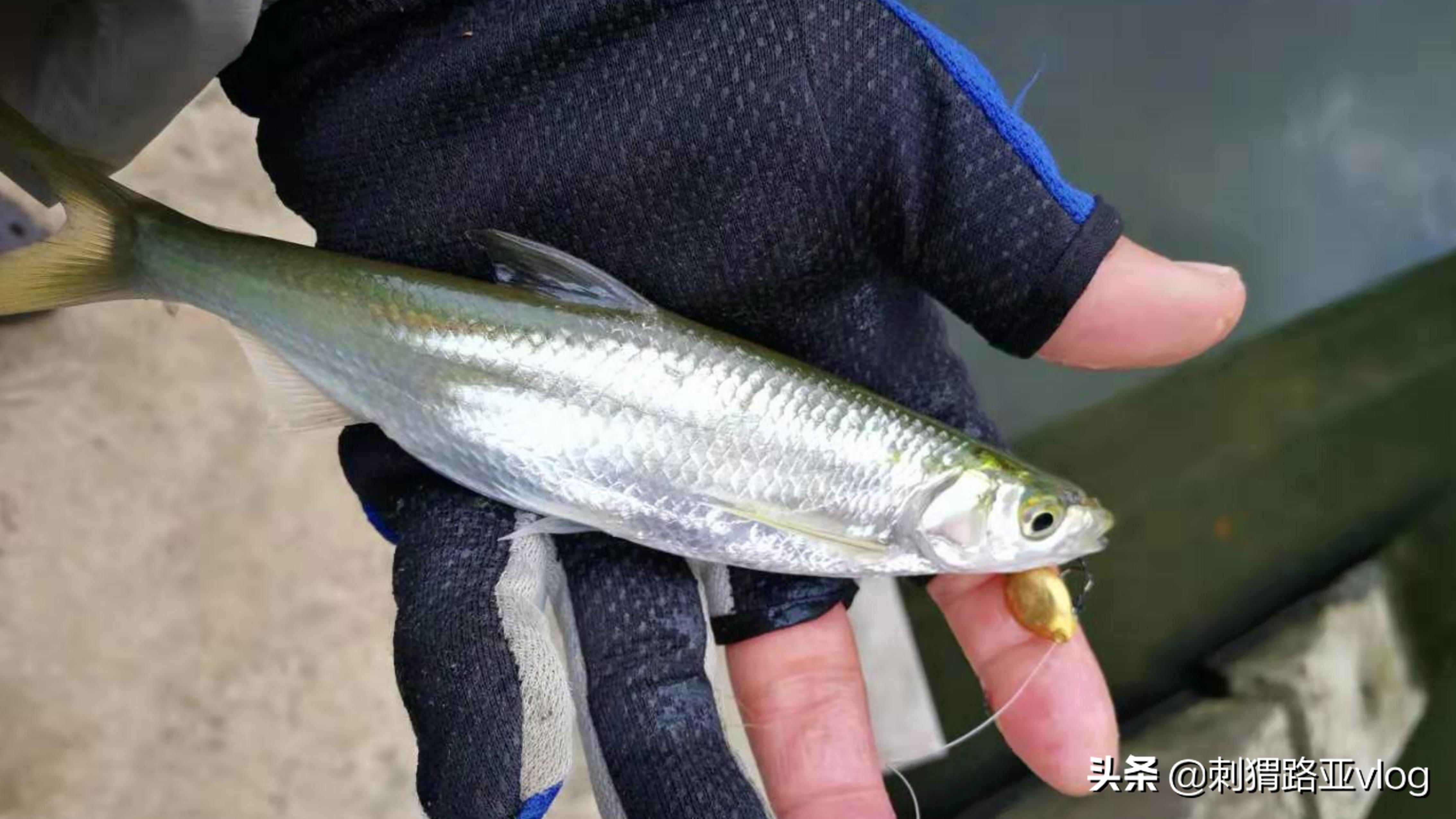 微物路亚亮片双钩钓组,路亚前导线双钩亮片绑法