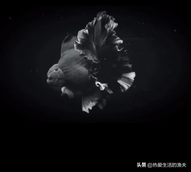 兰寿金鱼怎么喂长得快,金鱼怎么喂长得快