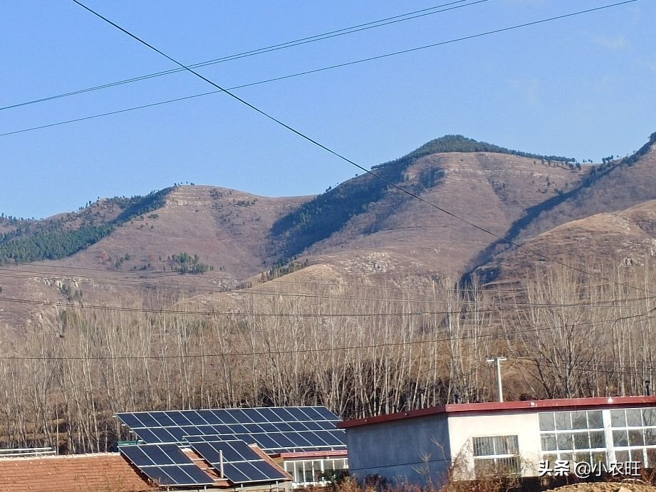 哪些农业创业项目好做,农业创业的优势与劣势