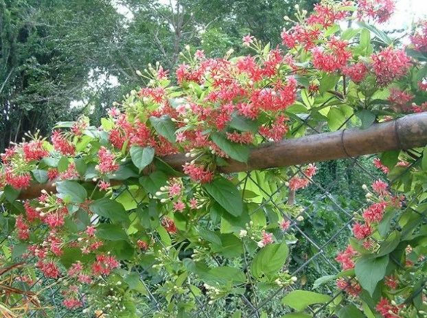 适合室外不怕酷热和寒冷的花卉,适合阴暗潮湿不需要阳光的植物
