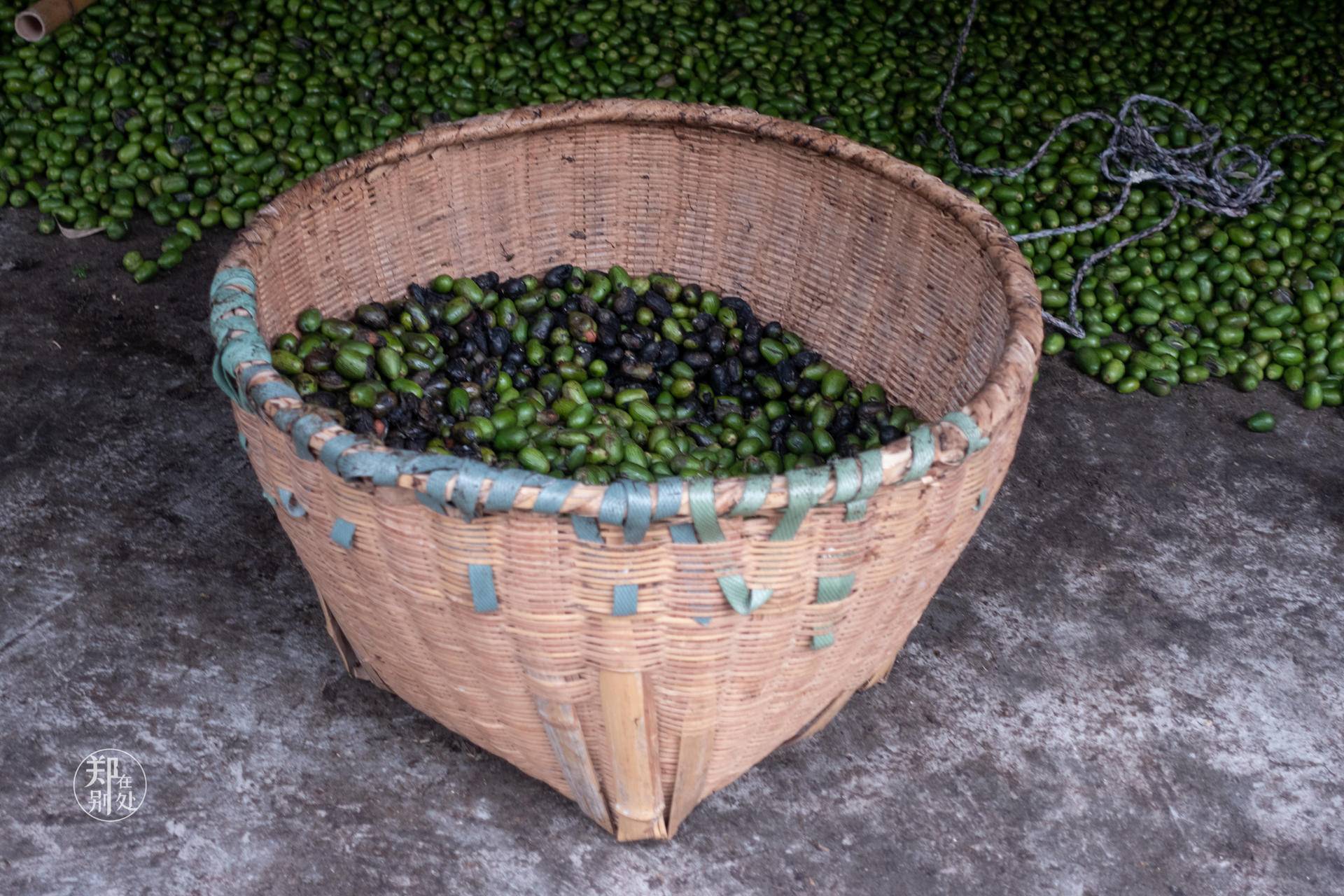 香榧古道,香榧古道徒步路线哪条景色美