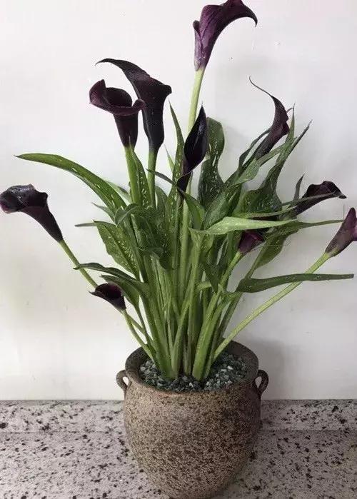 白掌与马蹄莲的区别是什么呢,白掌和马蹄莲是一种花吗图片