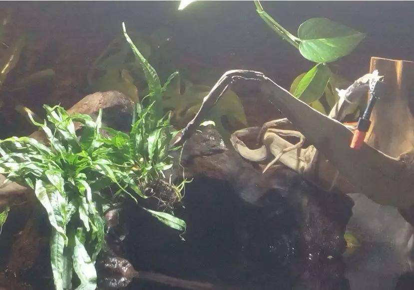 自己做大型水陆缸,在家自己打造一个沙漠缸