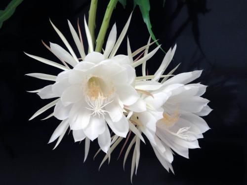 24个节气24朵花,你觉得24节气里面哪个节气最美