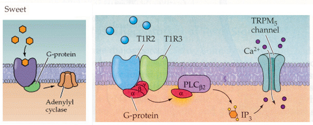 辣是一种痛觉还是味觉官方解释,辣是痛觉为什么那么多人喜欢