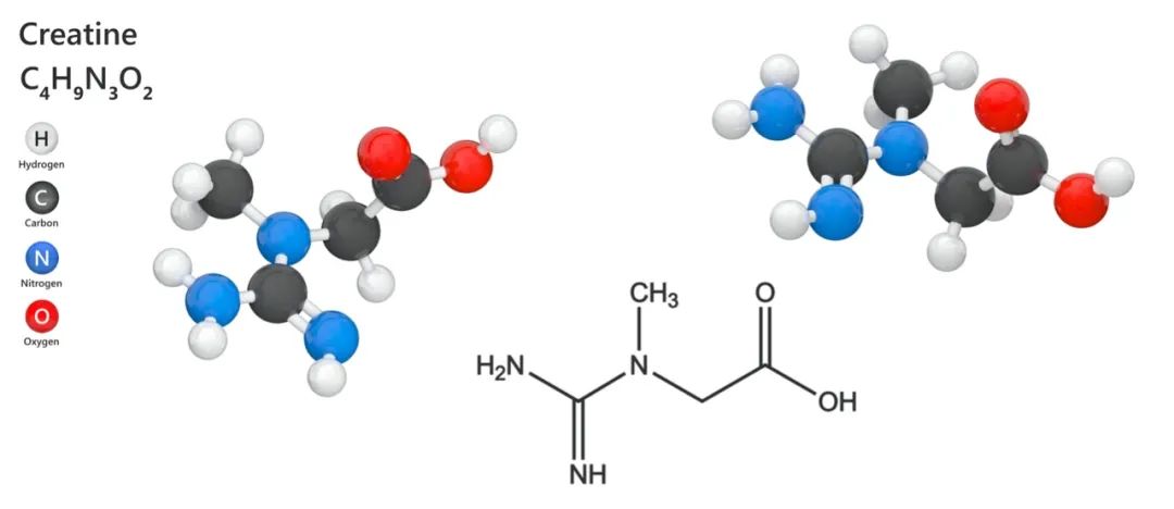 补剂科普肌酸,被严重低估的补剂肌酸
