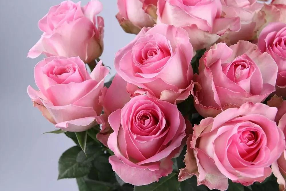 花店必备的5款玫瑰,鲜花图鉴一次性认识30种玫瑰花
