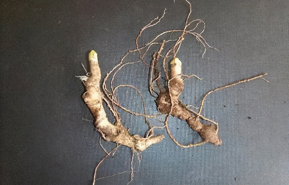 营养补充剂含哪些物质成分,营养补充剂有哪些