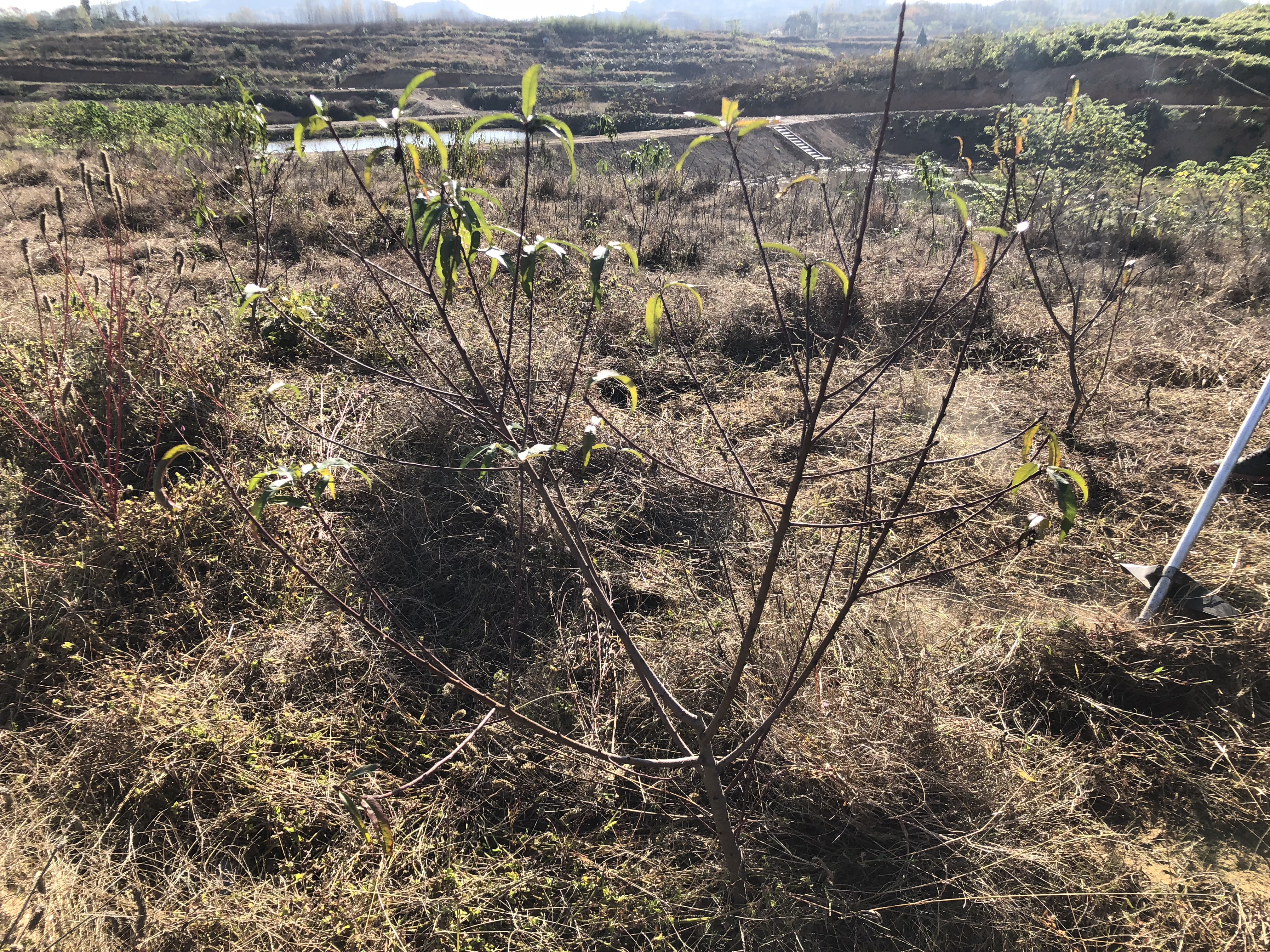 桃树怎么管理最好方法,桃树怎样修剪管理才能结果好
