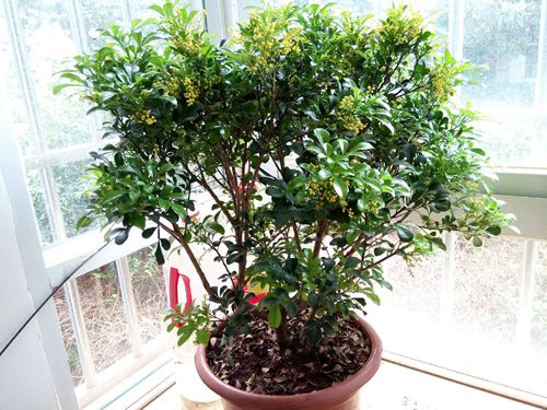 米兰花怎样养才能使它花更香些,米兰花怎样养才能开得更茂盛