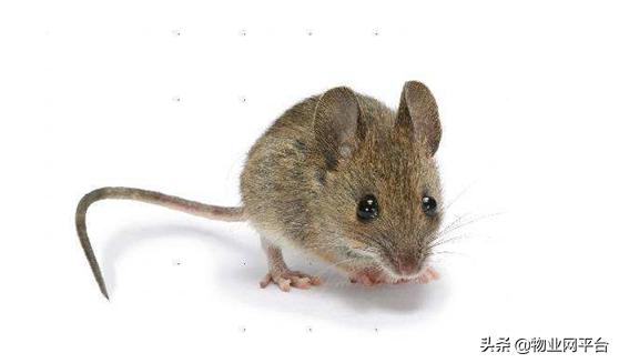 老鼠进家用什么方法灭了它,商店灭老鼠的有效方法