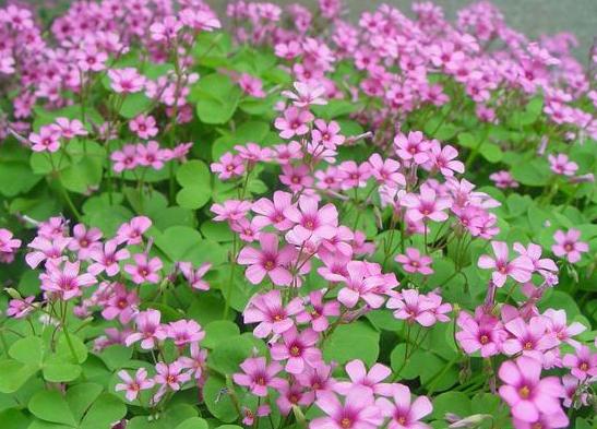 幸运草块根,幸运草悄然而生