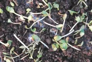 苗期死根烂苗是什么原因,秧苗黄叶烂根死苗是什么原因