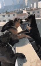 鎼炵瑧gif娈靛瓙濡瑰瓙浣犲お鐨簡,鎼炵瑧gif娈靛瓙濡瑰瓙鏈夌偣澶窐姘斾簡