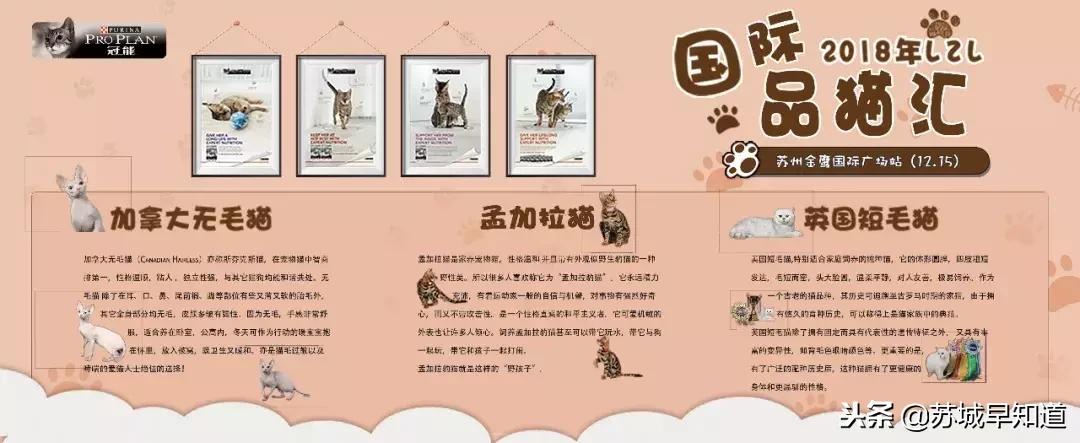 周末喵力四射!国际品猫汇,来吸猫!卢米埃影城18元看龙猫!